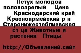 Петух молодой половозрелый. › Цена ­ 350 - Краснодарский край, Красноармейский р-н, Старонижестеблиевская ст-ца Животные и растения » Птицы   